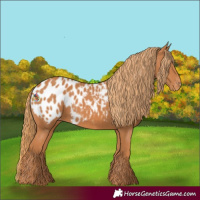 Horse Color:Chestnut Appaloosa 