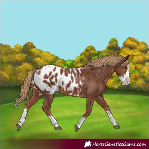 Horse Color:Chestnut Sabino Splash Appaloosa 