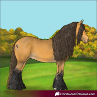 Horse Color:Buckskin