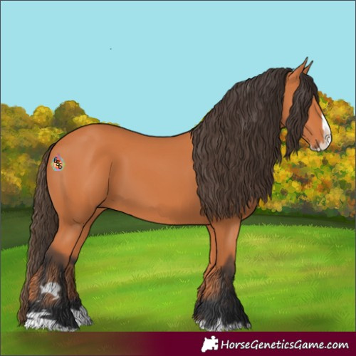 Horse Color:Bay Splash