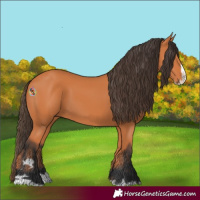 Horse Color:Bay Splash 