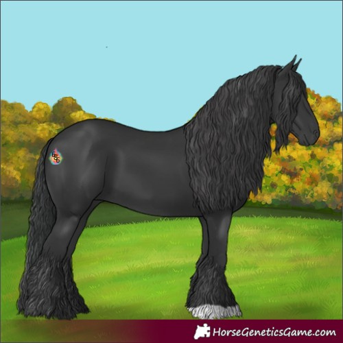 Horse Color:Black 