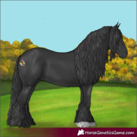 Horse Color:Black 