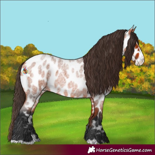 Horse Color:Bay Roan Splash Near Leopard 