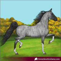 Horse Color:Blue Roan Tobiano