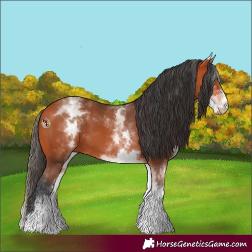 Horse Color:White Spotted Bay 