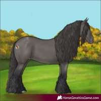 Horse Color:Grullo Appaloosa 