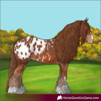 Horse Color:Chestnut Blanket 