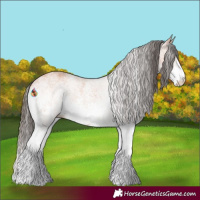 Horse Color:White Spotted Bay
