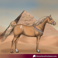 Horse Color:Chestnut Appaloosa Rabicano 