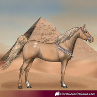 Horse Color:Chestnut Appaloosa Rabicano 