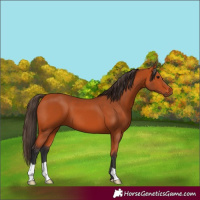 Horse Color:Bay 