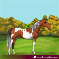 Horse Color:Bay Tobiano Appaloosa