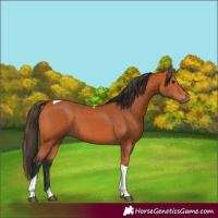 Horse Color:Bay Tobiano 