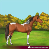 Horse Color:Bay Tobiano