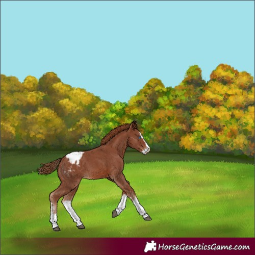 Horse Color:Chestnut Sabino Splash Blanket 