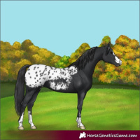 Horse Color:Black Appaloosa 