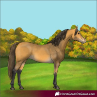 Horse Color:Buckskin
