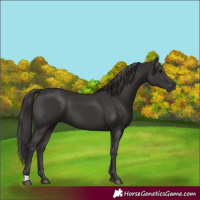 Horse Color:Smoky Black 