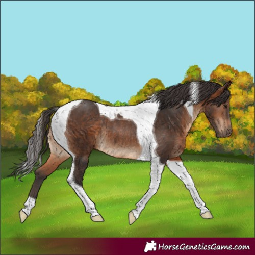 Horse Color:Brown Tobiano Rabicano