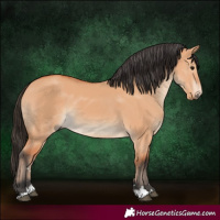 Horse Color:Bay Dun