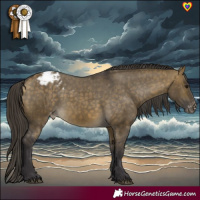 Horse Color:Buckskin Dun Appaloosa