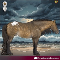 Horse Color:Buckskin Dun Appaloosa 