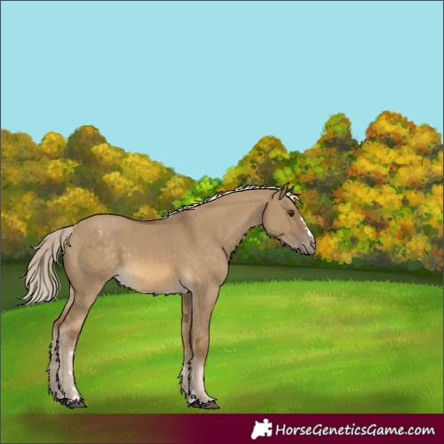Horse Color:Chocolate Palomino Dun Appaloosa 