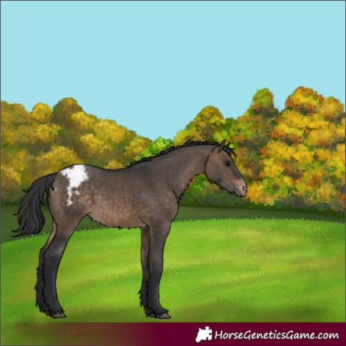 Horse Color:Brown Dun Varnish 