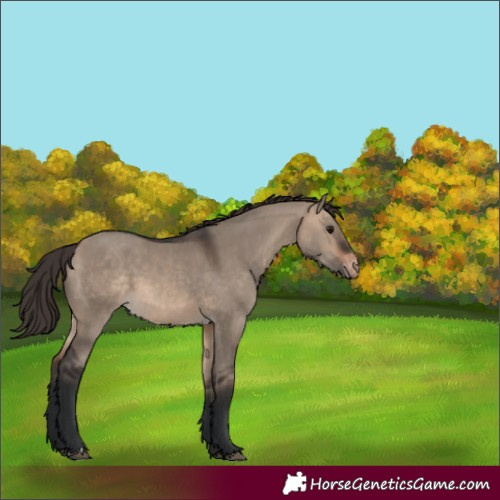 Horse Color:Brown Dun Appaloosa
