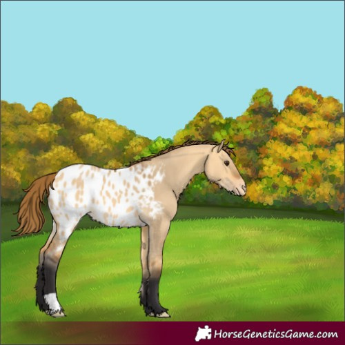 Horse Color:Buckskin Dun Blanket 