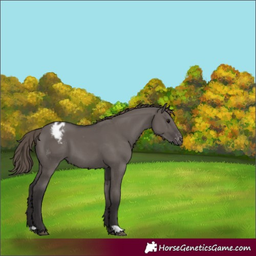 Horse Color:Smoky Grullo Appaloosa