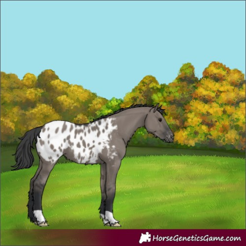 Horse Color:Grullo Appaloosa 