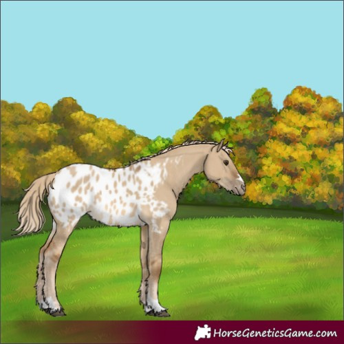Horse Color:Chocolate Palomino Dun Appaloosa 