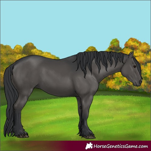 Horse Color:Black 