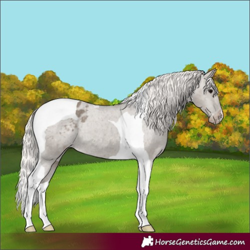 Horse Color:Silver Grullo Tobiano Varnish 