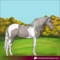 Horse Color:Silver Grullo Tobiano Appaloosa 