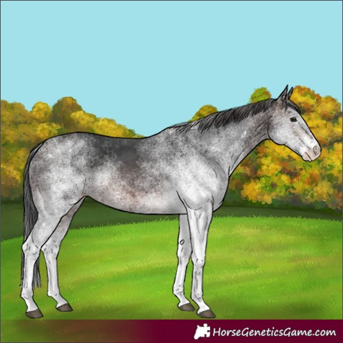 Horse Color:White Spotted Brown