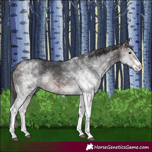 Horse Color:White Spotted Brown