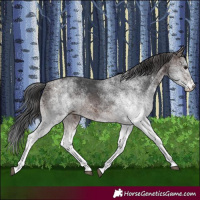 Horse Color:White Spotted Brown 