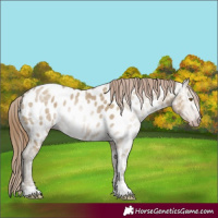 Horse Color:Gray Classic Cream Champagne Ice Dun Appaloosa