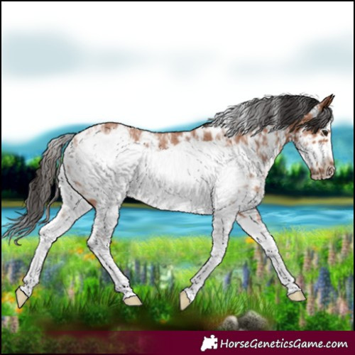 Horse Color:Bay Sabino Frame Rabicano 