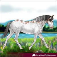 Horse Color:Bay Sabino Frame Rabicano 