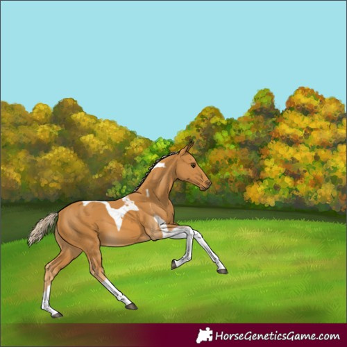 Horse Color:Palomino Tobiano