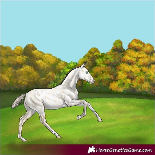 Horse Color:Gold Cream Champagne Dun Near Leopard