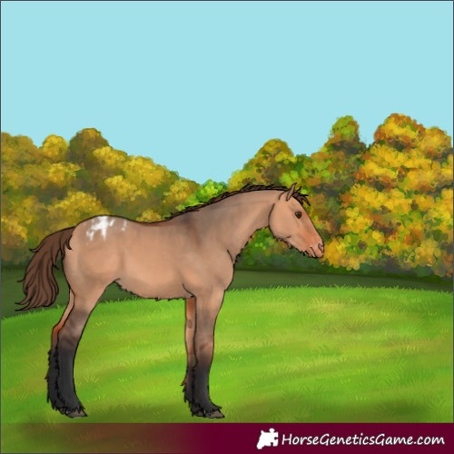 Horse Color:Bay Dun Varnish 