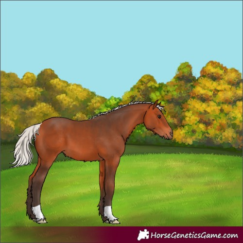 Horse Color:Silver Bay 