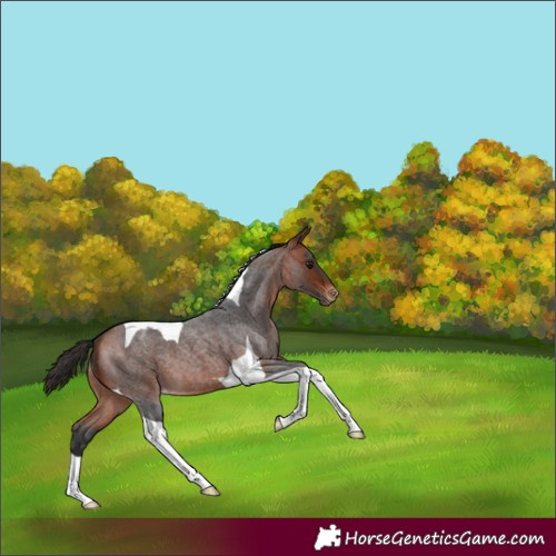 Horse Color:Bay Roan Tobiano Appaloosa