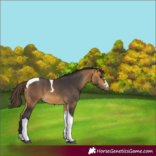 Horse Color:Buckskin Tobiano 