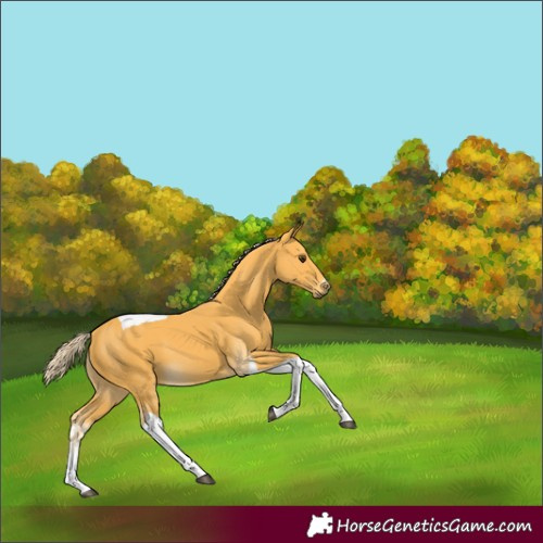 Horse Color:Palomino Tobiano